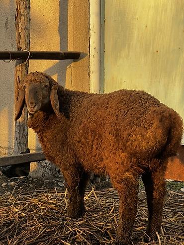 Баран, овца: Продаю | Овца (самка) | Для разведения | Ярка — 3