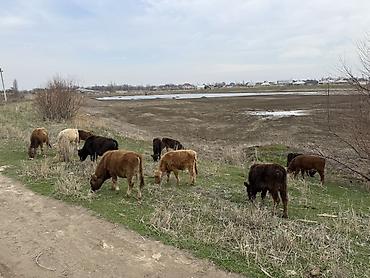 Коровы, быки: Продаю | Бык (самец) | На откорм — 6