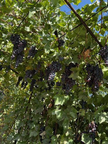 семена чиа глобус бишкек: Продаётся Виноград / чубуки / ростки элитных сортов винограда более