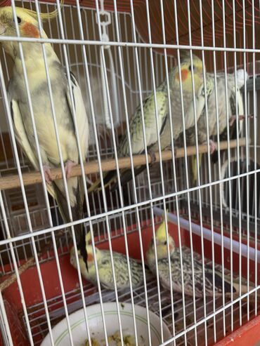 quş yuvasi: Tam sağlam quşlardı. Ata, ana, 3 bala. Balalar 35 günlükdü, uje yeme