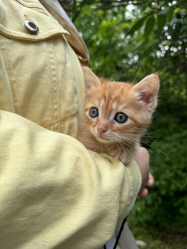 маленький кот: Ласковый маленький котик 
Отдам даром(в хорошие руки)