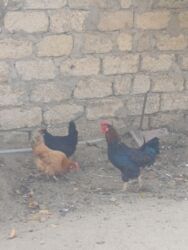 Inəklər, öküzlər: Toyuqlar satilir Tam saglam heyvanlardi fereler yumurtlayir real alici