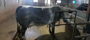 корова скот: Продаю | Корова (самка), Тёлка | Бельгийская | Для разведения, Для молока | Искусственник