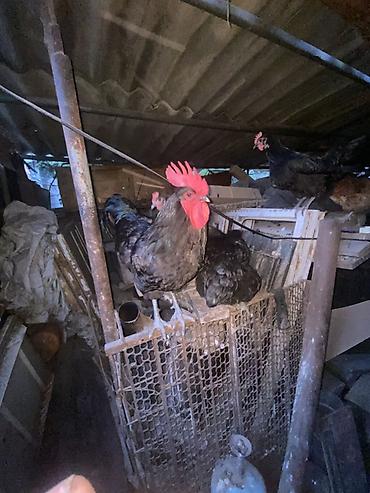 бойцовский кури: Продаю | Петух | Для разведения — 2