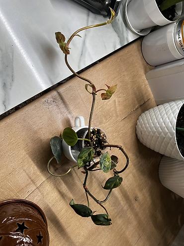 Хойи: Фитолампа 600сом 15 ватт длина 0,9м. Фитильный горшок новые обьем 0,5 — 10