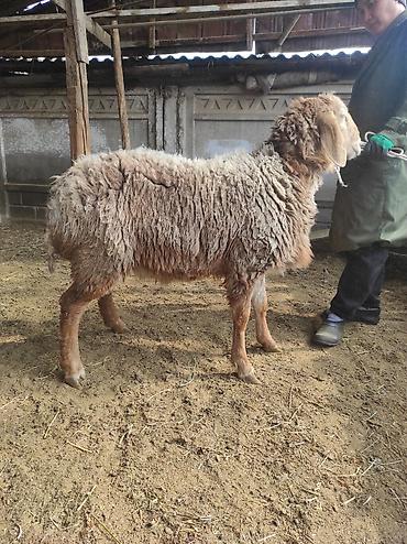 Баран, овца: Продаю | Овца (самка) | Для разведения | Ярка — 7