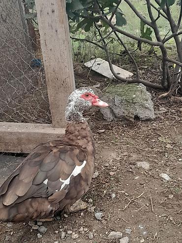Ördəklər: 1 dene 1 illiy krasnadar dişi 25 manat 15 dene pekin ördey 10 — 2