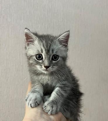 кошки британские: Британская короткошёрстная, 4 месяца, Девочка, Метис, Приучена к лотку — 2