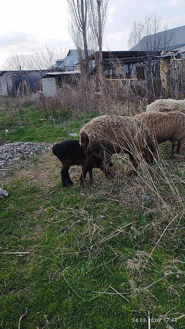 Баран, овца: Продаю | Ягненок | На забой — 6