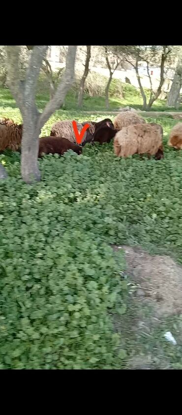 Qoyunlar, qoçlar: Dişi, Qala, il: 1, 30 kq, Damazlıq, Ünvandan götürmə