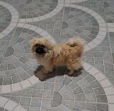 İtlər: Pekines, 1 il -da lalafo.az — 4 İtlər: Pekines, 1 il — 4