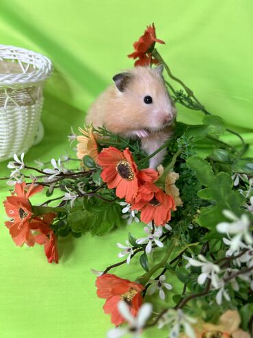 Хомяки: Продаются хомячки джунгарские, сирийские, ангорские пушистые хомячки — 17