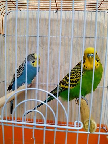 rengli quslar: Salam. Hazir cut papuqaylar satilir. 11 ayliqdilar. Tam bala vermey — 6