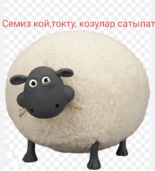 молочные оборудование: Продаю | Овца (самка) | На забой