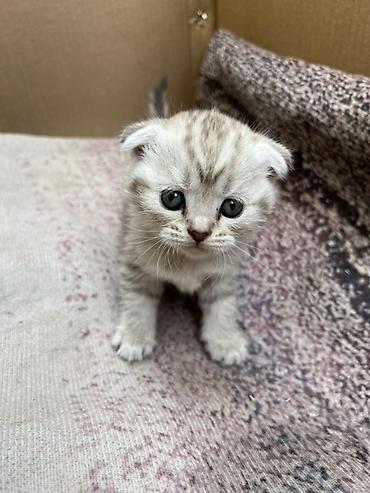 Продажа кошек: Шотландский вислоухий котёнок (Scottish Fold) - Окрас: серебристый — 2