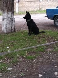 itlər: Alman çoban iti, 9 ay, Dişi, Peyvəndli, Ünvandan götürmə