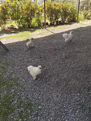 Toyuqlar: Toyuq, Damazlıq, Ünvandan götürmə — 4