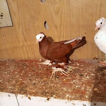 Göyərçinlər: Ağ baş göyerçin mayadi tək o 30 manatdi 3 balası balaların biri 10 — 8