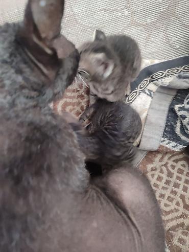каракол животных: Бронь, бронь! выставляются на бронь 2 котёнка, породы сфинкс. Котята — 7