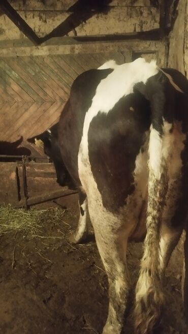 Другие животные: Продаю Карову упиттаную молодую спокойную с теленком молоко даёт до