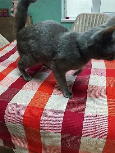 Pişiklər: Şotland — 6