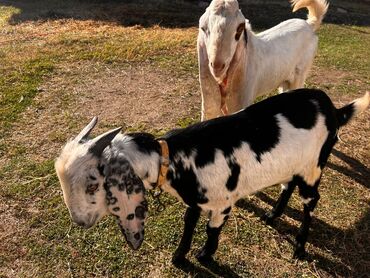 на ферме есть куры козлы и коровы: Продаю | Козлёнок | Для разведения