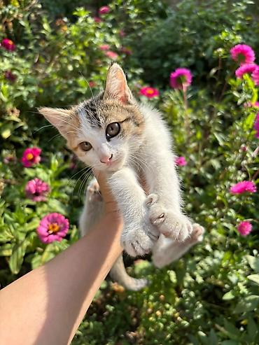 щенка шпица: Город Ош отдам в добрые руки Котенок короткошёрстные, трёхцветные — 1