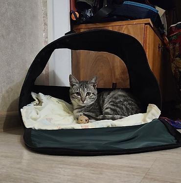 отдам даром кошка: Кошка даром: Беспородная, 5 месяцев, Мальчик, Приучена к лотку — 4