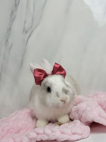 кролик цена: Декоротивный кролик ✨🥹 В подарок: Корм на 5 дней ✅ Здоровые ✅ Чистые✅