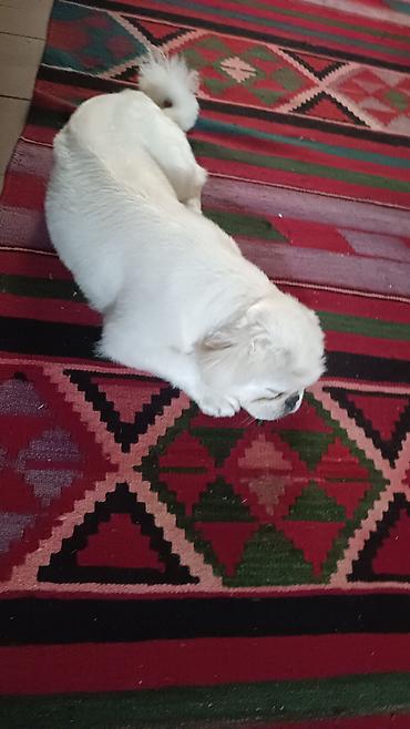 it husky: Pekines, Peyvəndli — 1