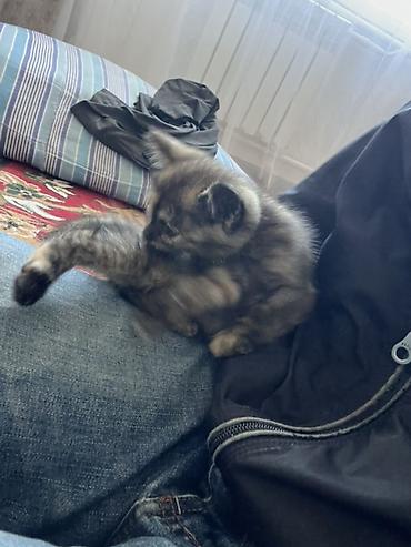 сухопутную черепаху: ОТДАМ КОТЕНКА В ХОРОШИЕ РУКИ!! Котёнок трёхцветной (черепаховой) — 6