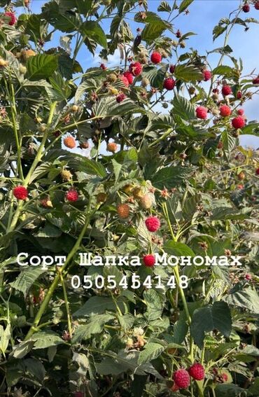 купить набор инструментов force: Көчөттөр : Малина