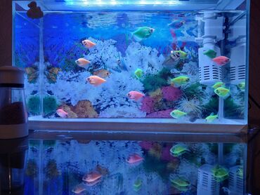 Akvarium aksessuar və ləvazimatları: 20 eded baliq,aksesuarlar,led isiq,filt 3 ayliq yem