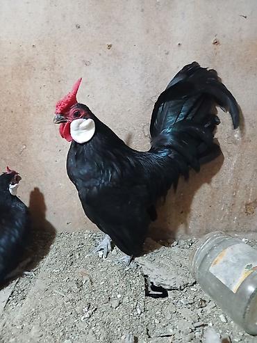 qarğa balası satılır: Minorka ag qulaq yumurtası satılır yalnız — 1
