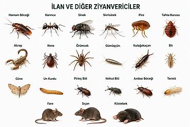 kükürd ilan: Dezinfeksiya, dezinseksiya | Viruslar, mikroblar — 1