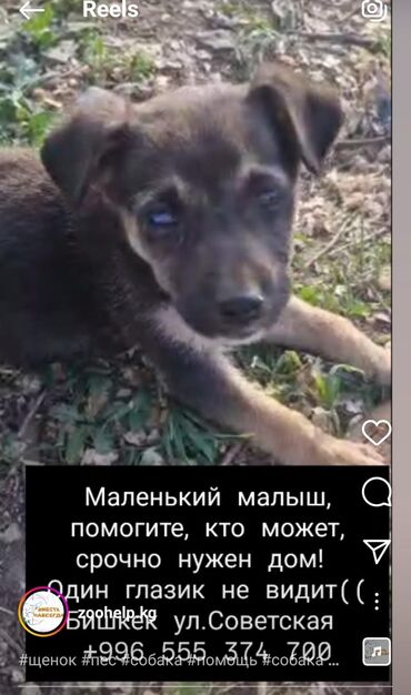 Отдам даром собаку: Собака даром: 7 месяцев, Самец — 11