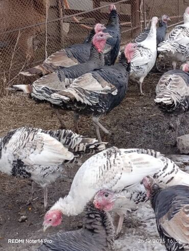 Индюки: Продаю | Индюк (самец) | Полукровка | На забой | Племенные — 7