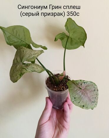 цветы ош базар: Детки комнатных растений. Цены и названия на фото. Цены окончательные