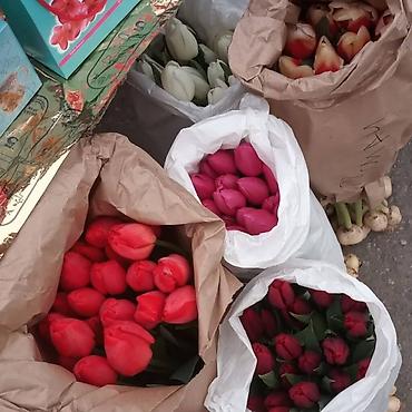 Букеты из живых цветов: Цветы Голландские Тюльпаны Оптом! Тюльпаны вместе с луковицами — 22