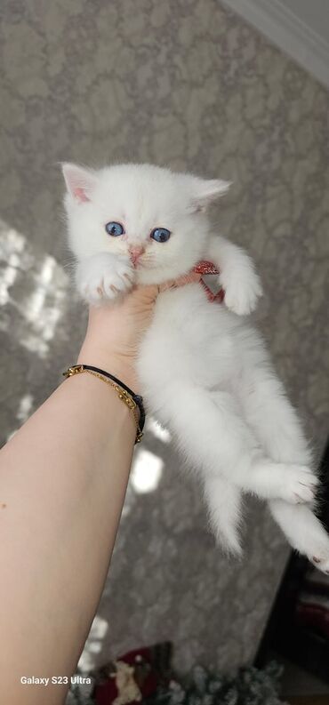 Pişiklər: Ağ balaca pişik balası – mavi gözlü, tükləri yumşaq və sıx. Üzündə və — 6