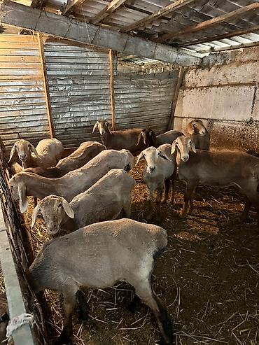 сладкий кукуруз: Продаю | Овца (самка), Ягненок | Для разведения | Ярка — 1