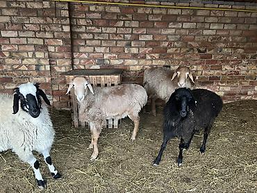 Баран, овца: Продаю | Баран (самец) — 1