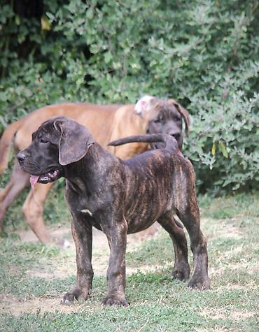 Psi: Cane Corso štenci U ponudi veoma perspektivni štenci iz različitih — 3