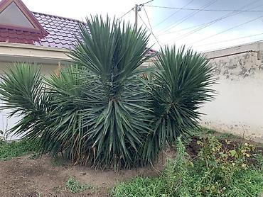 nar ciceyi: Dekorativ Yucca kolları – iri ölçülü, çoxgövdəli, sərt uclu tünd-yaşıl — 2