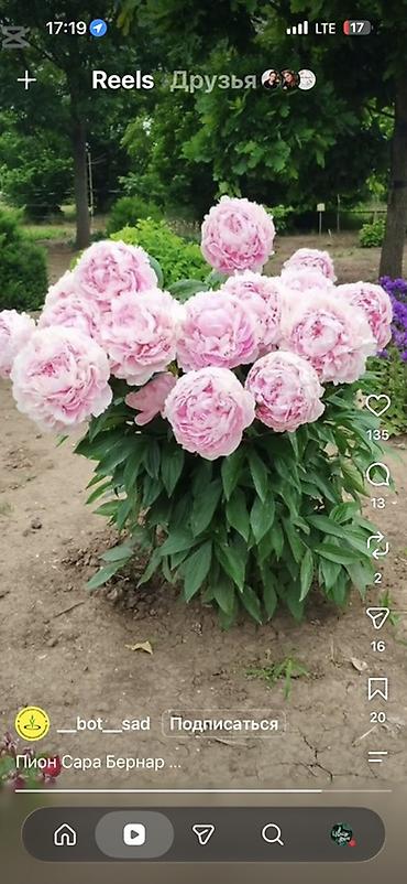 лимит: Пионы садовые — сортовая коллекция - Сара Бернар (Paeonia — 2