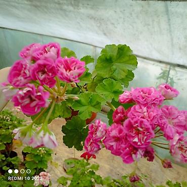Герани и пеларгонии: Пеларгонии (герань зональная) — сортовые кустики в горшках — 1