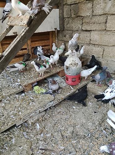 Голуби: Salam 80 dene olar quş var hem dekarativ hem uçan qusdar yaxşı dirakon — 6