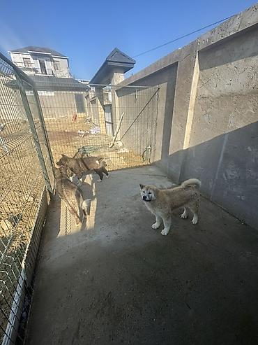 it satisi 2020: Akita-inu, 6 ay, Erkək — 3