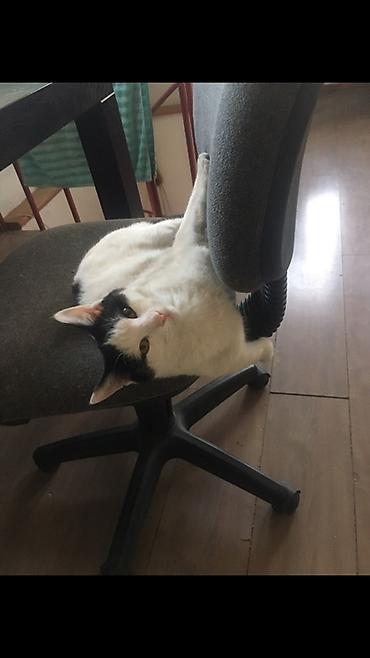 Отдам даром кошку: 1 год, Девочка — 1