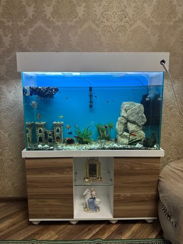 аквариум без рыб: Dördbucaq akvarium, Balıqlarla birlikdə, 250 l